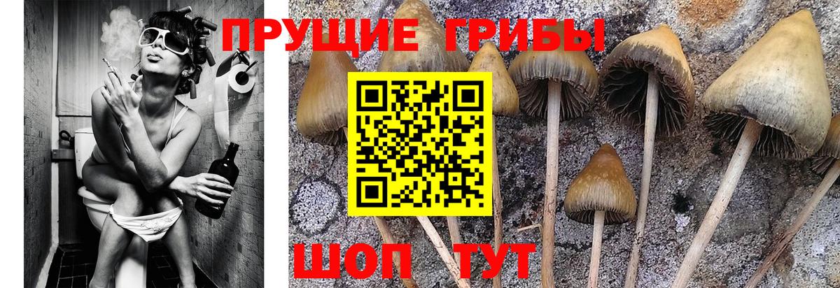 Галлюциногенные грибы Cubensis Оренбург